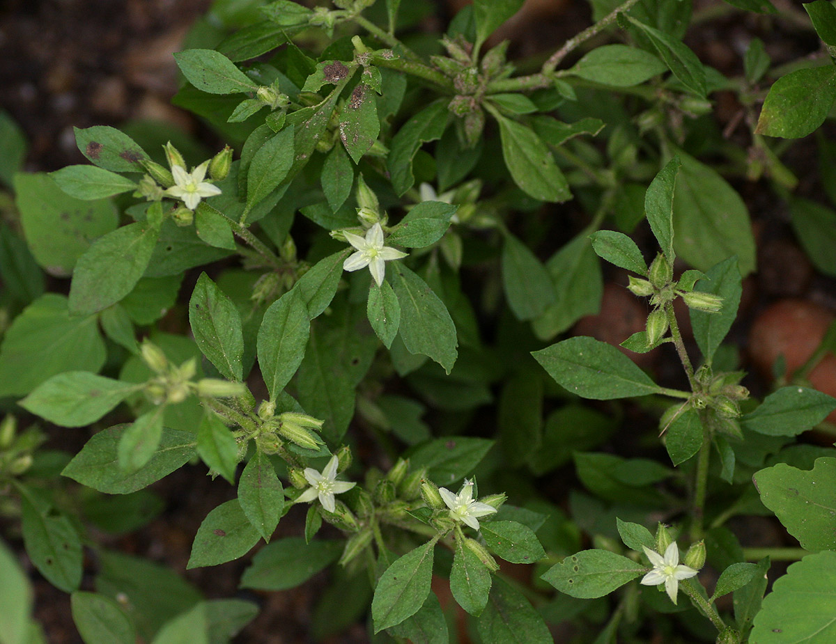 Glinus lotoides var. virens