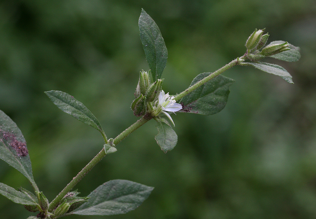 Glinus lotoides var. virens