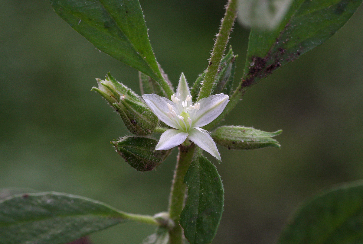 Glinus lotoides var. virens