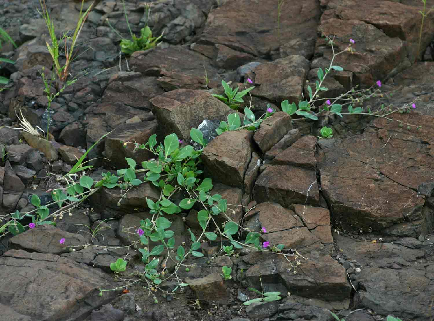 Corbichonia decumbens