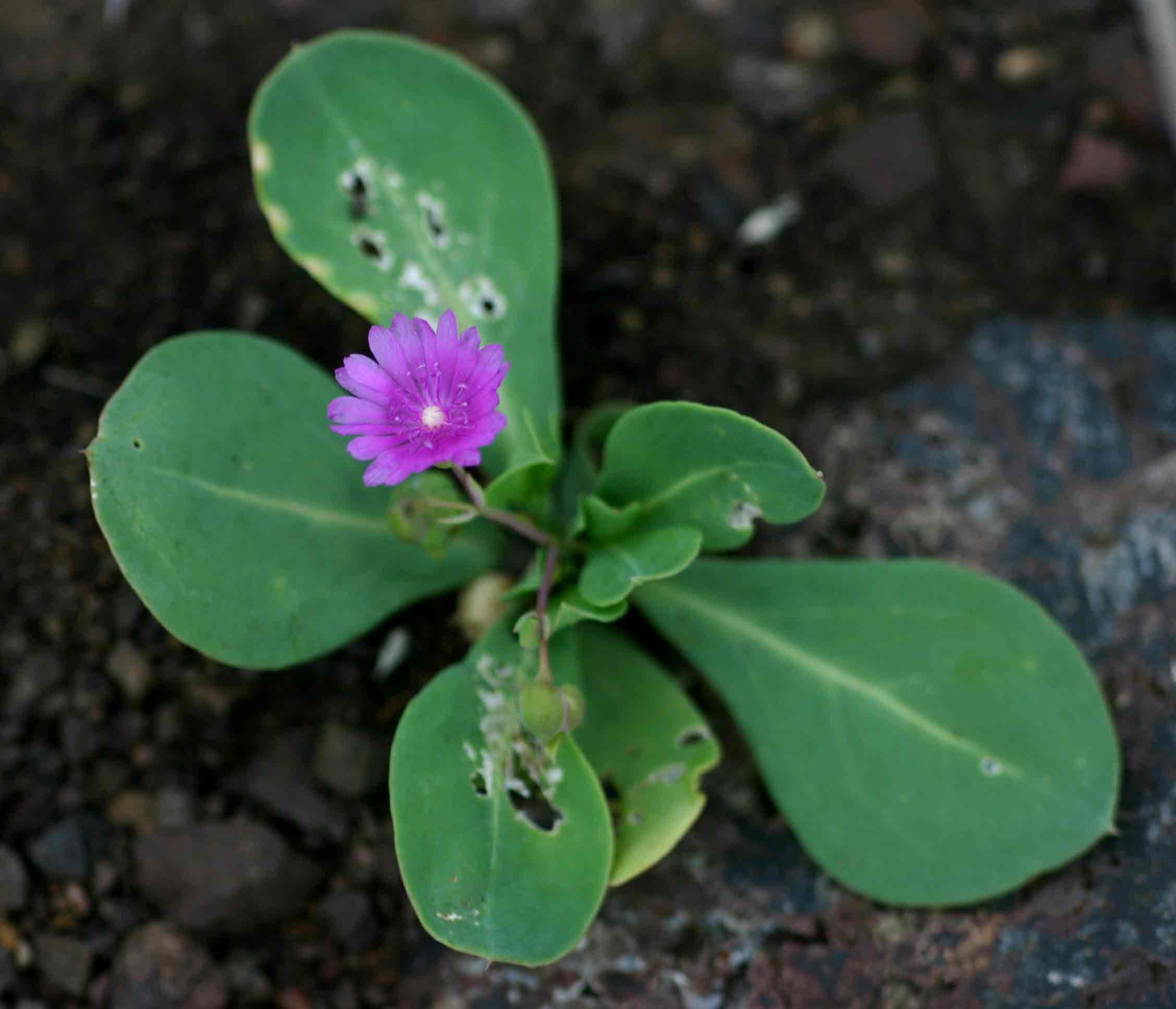 Corbichonia decumbens