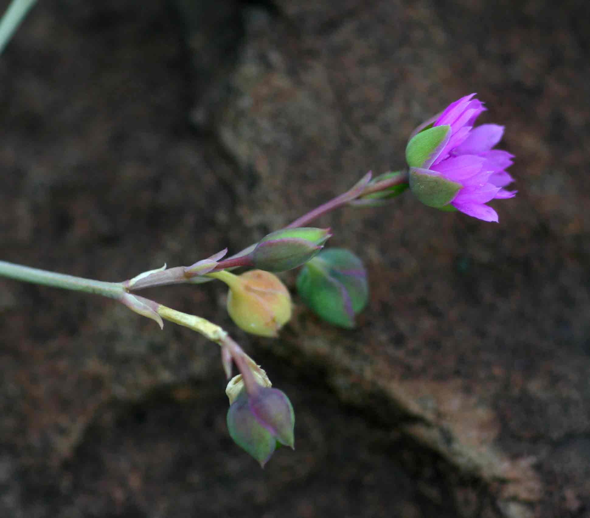 Corbichonia decumbens