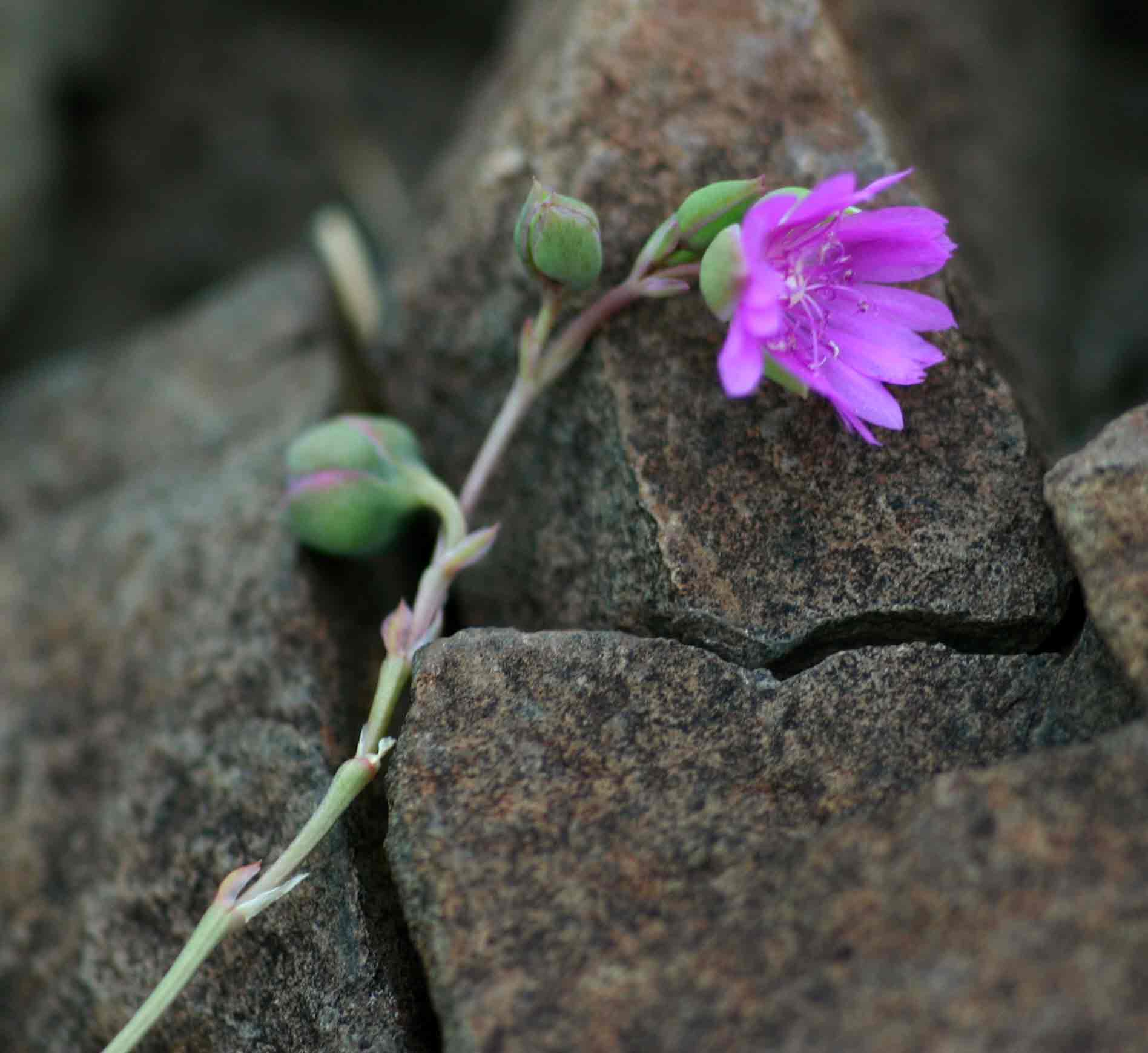 Corbichonia decumbens