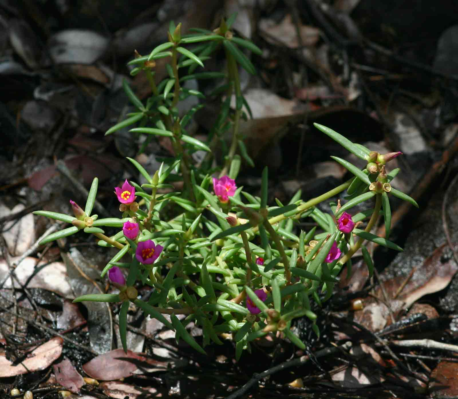 Portulaca kermesina