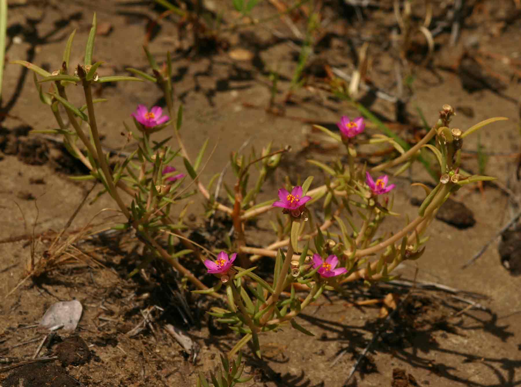 Portulaca kermesina