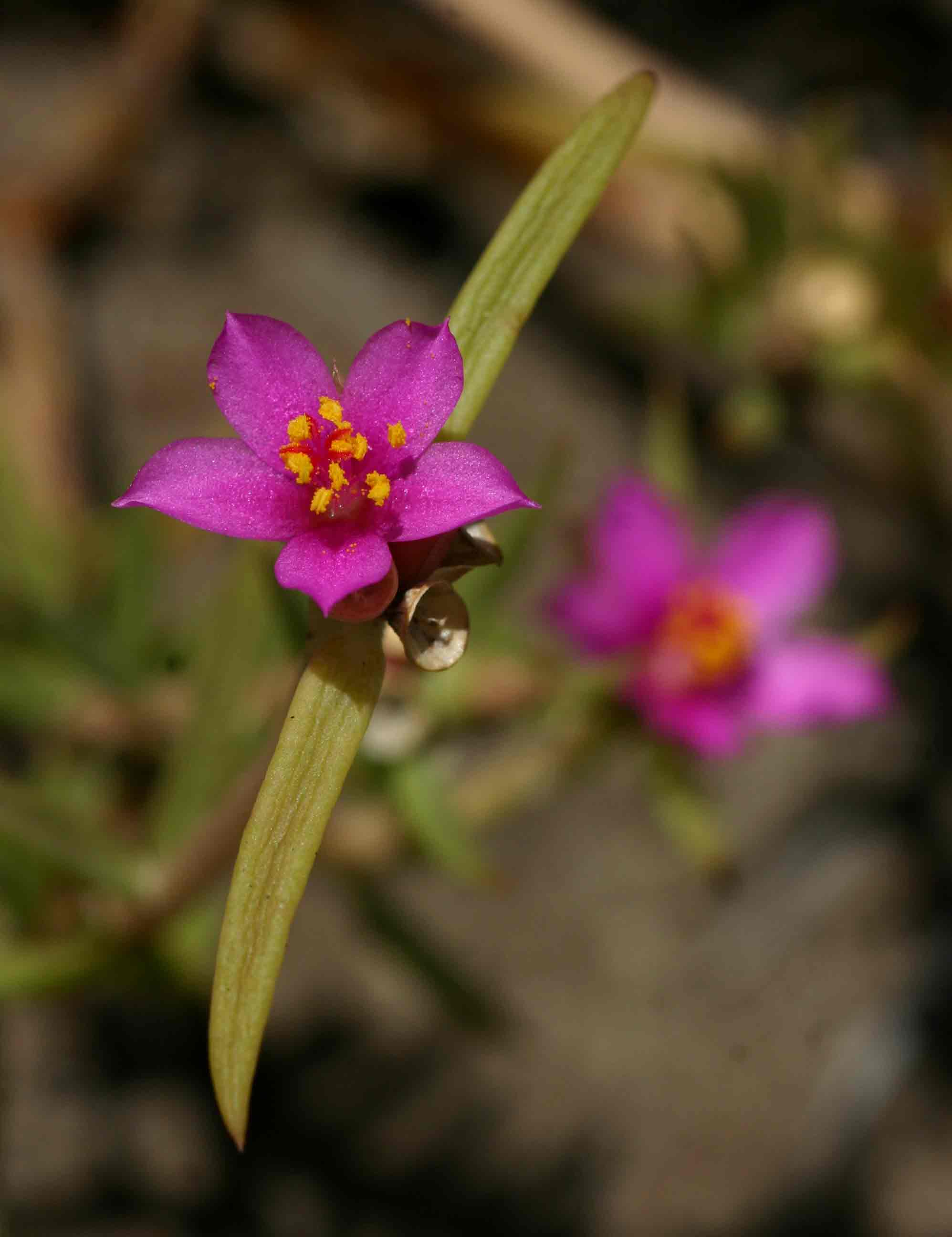 Portulaca kermesina