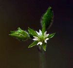 Stellaria mannii