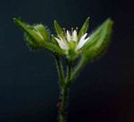 Stellaria mannii