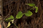 Drymaria cordata var. cordata