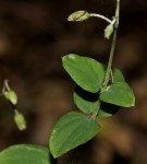 Drymaria cordata var. cordata