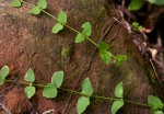 Drymaria cordata var. cordata