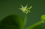 Drymaria cordata var. cordata