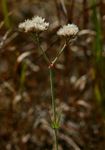 Polycarpaea corymbosa