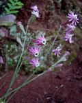 Silene burchellii var. angustifolia