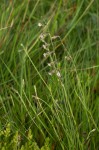 Silene burchellii var. angustifolia