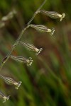 Silene burchellii var. angustifolia