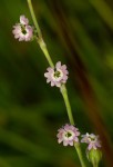 Silene burchellii var. angustifolia