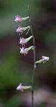 Silene burchellii var. angustifolia