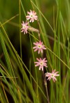 Silene burchellii var. angustifolia