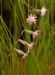 Silene burchellii var. angustifolia