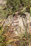 Silene burchellii var. angustifolia