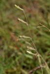 Silene burchellii var. angustifolia