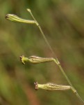 Silene burchellii var. angustifolia