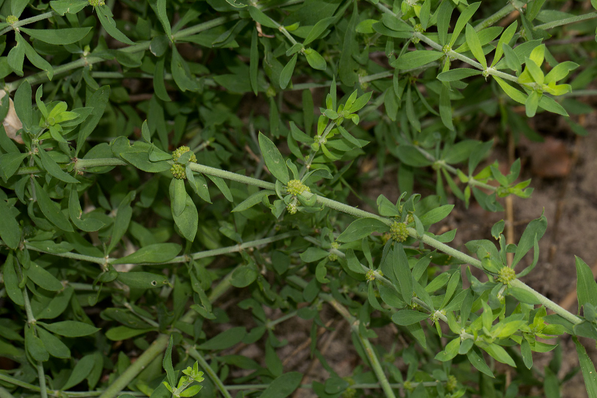 Pollichia campestris