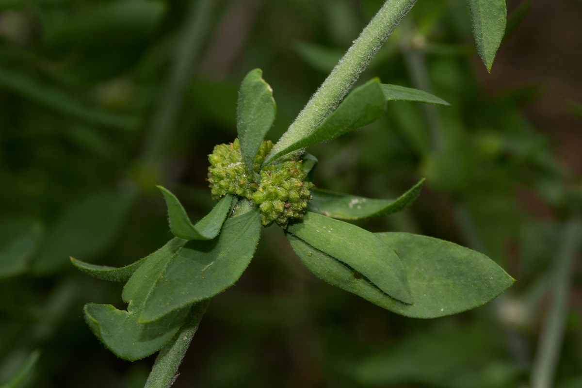 Pollichia campestris