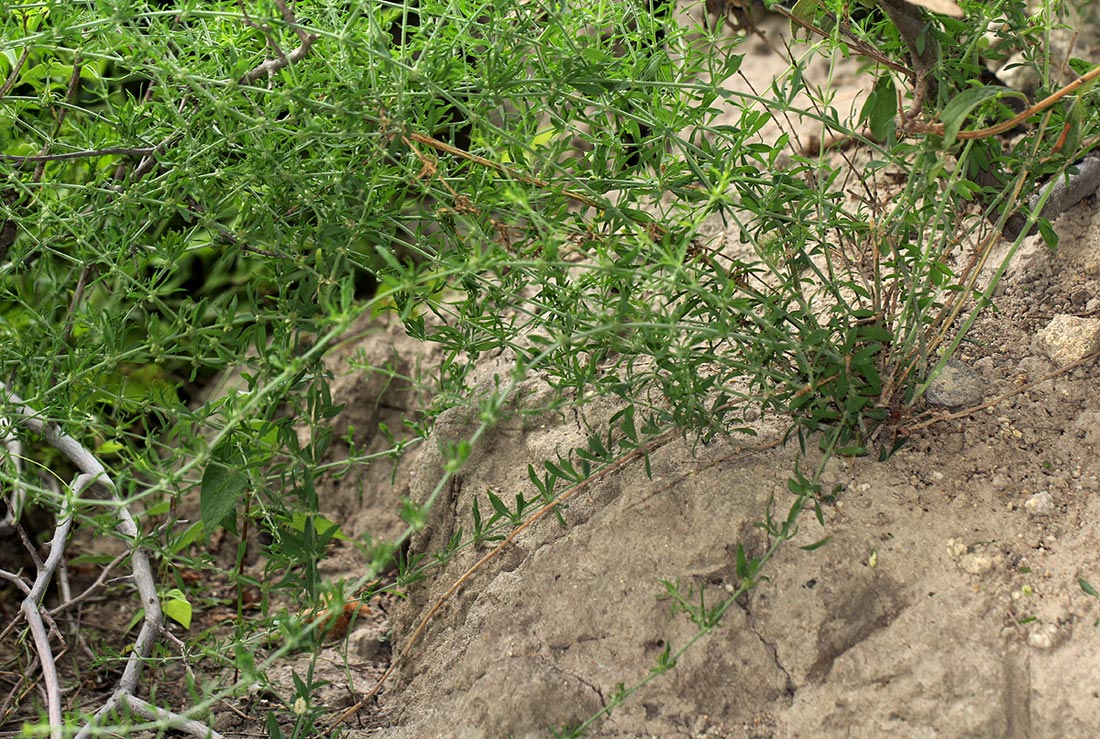 Pollichia campestris