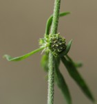 Pollichia campestris