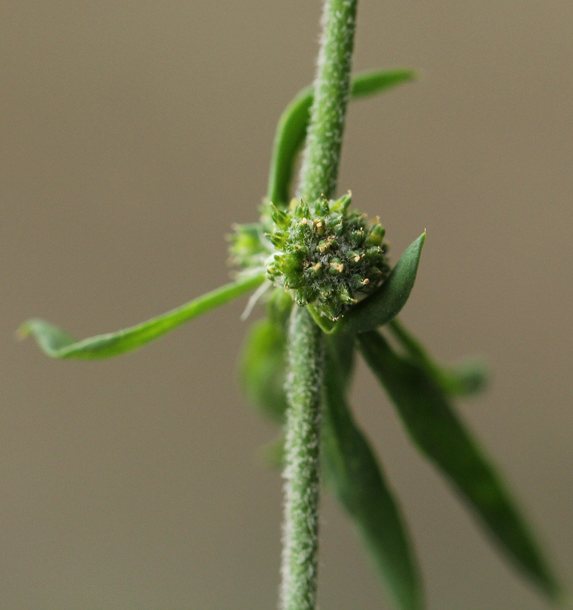 Pollichia campestris