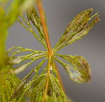 Ceratophyllum demersum var. demersum