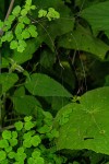 Thalictrum rhynchocarpum