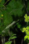 Thalictrum rhynchocarpum