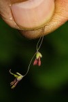 Thalictrum rhynchocarpum