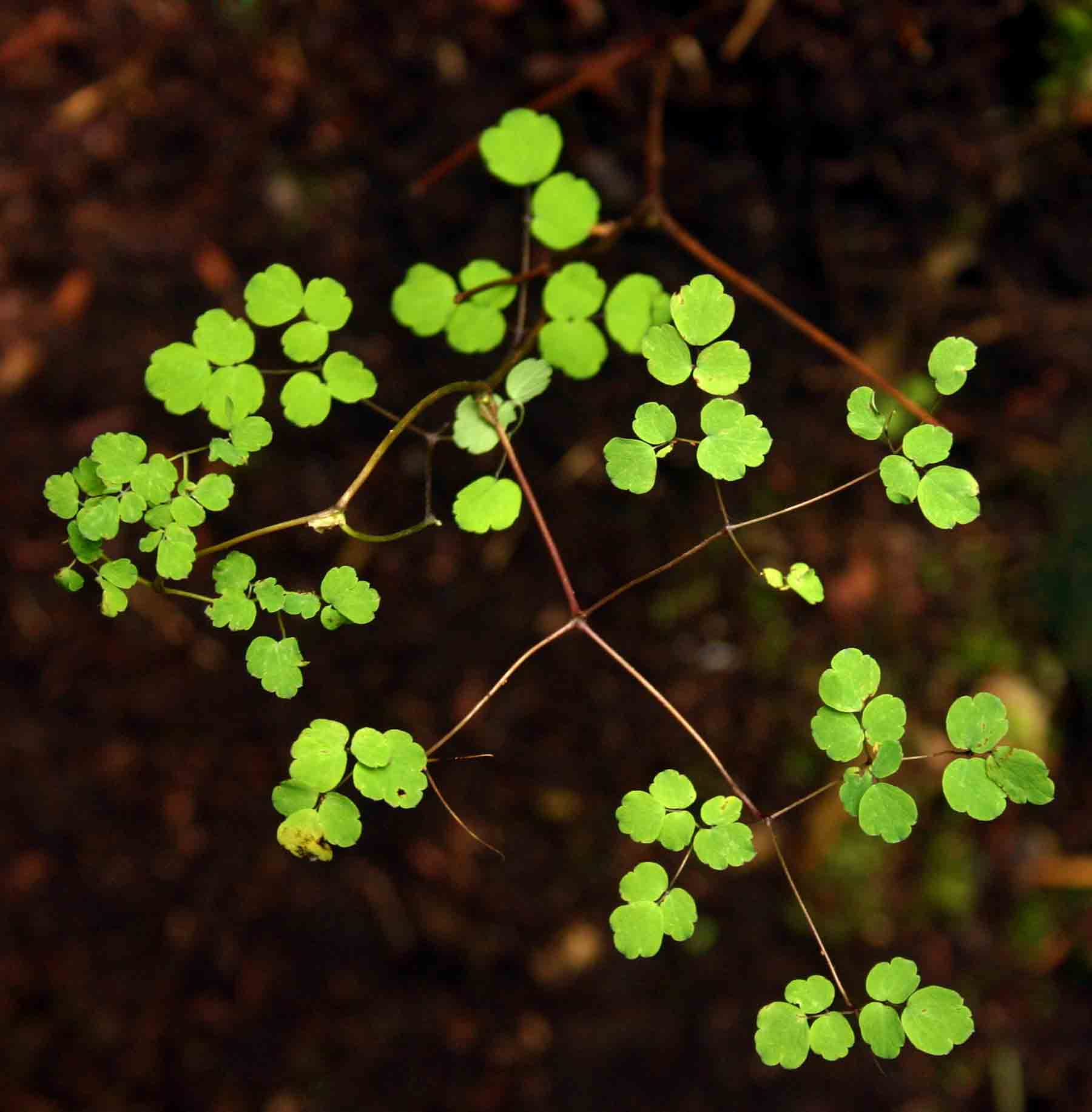 Thalictrum rhynchocarpum