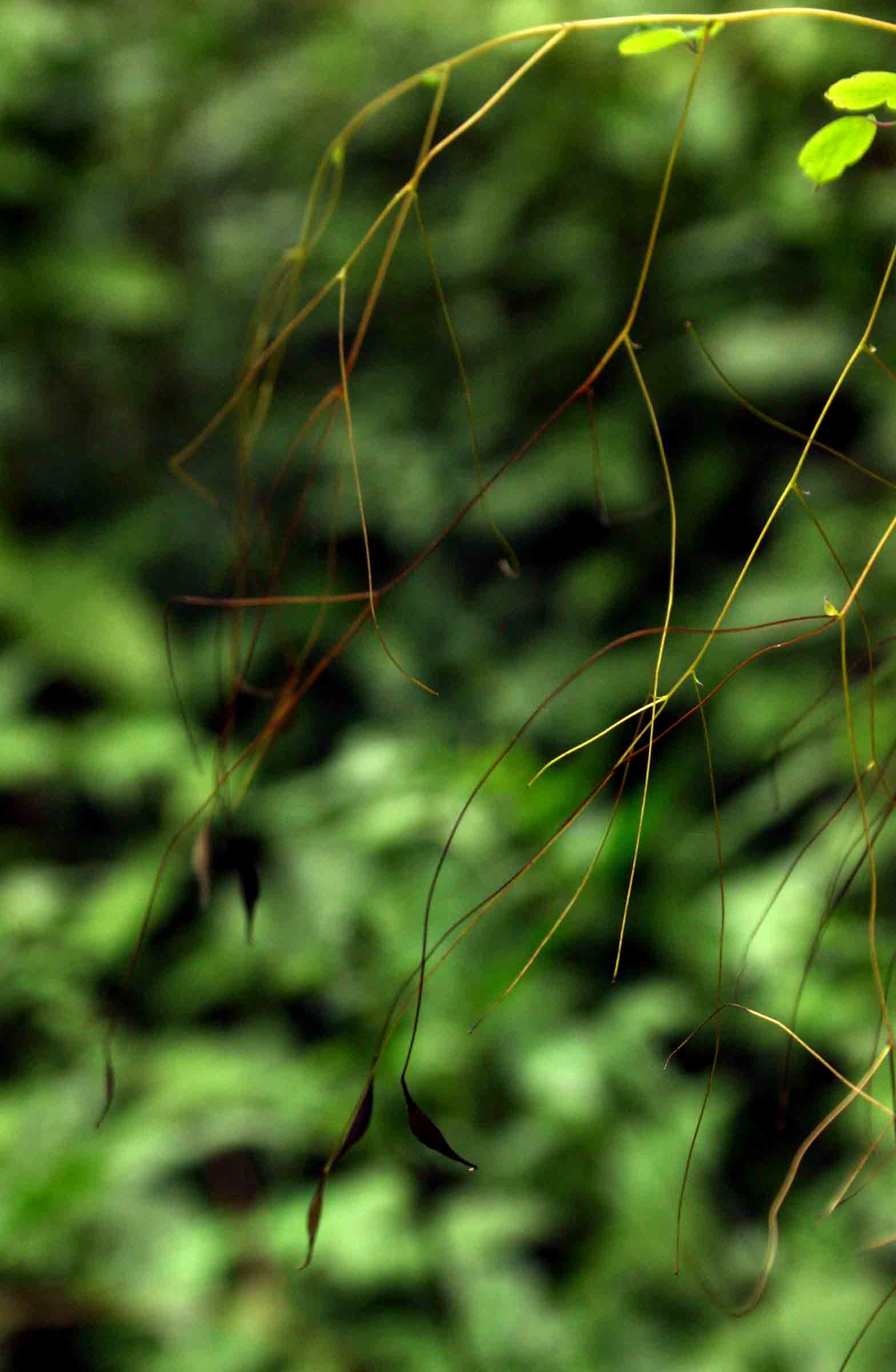 Thalictrum rhynchocarpum