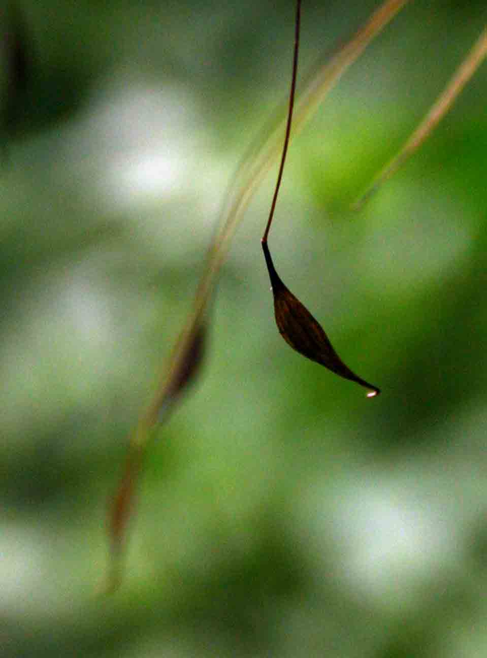 Thalictrum rhynchocarpum