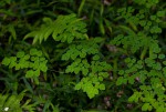 Thalictrum rhynchocarpum