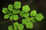 Thalictrum rhynchocarpum