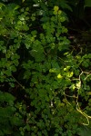 Thalictrum rhynchocarpum