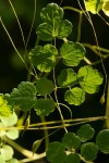 Thalictrum rhynchocarpum