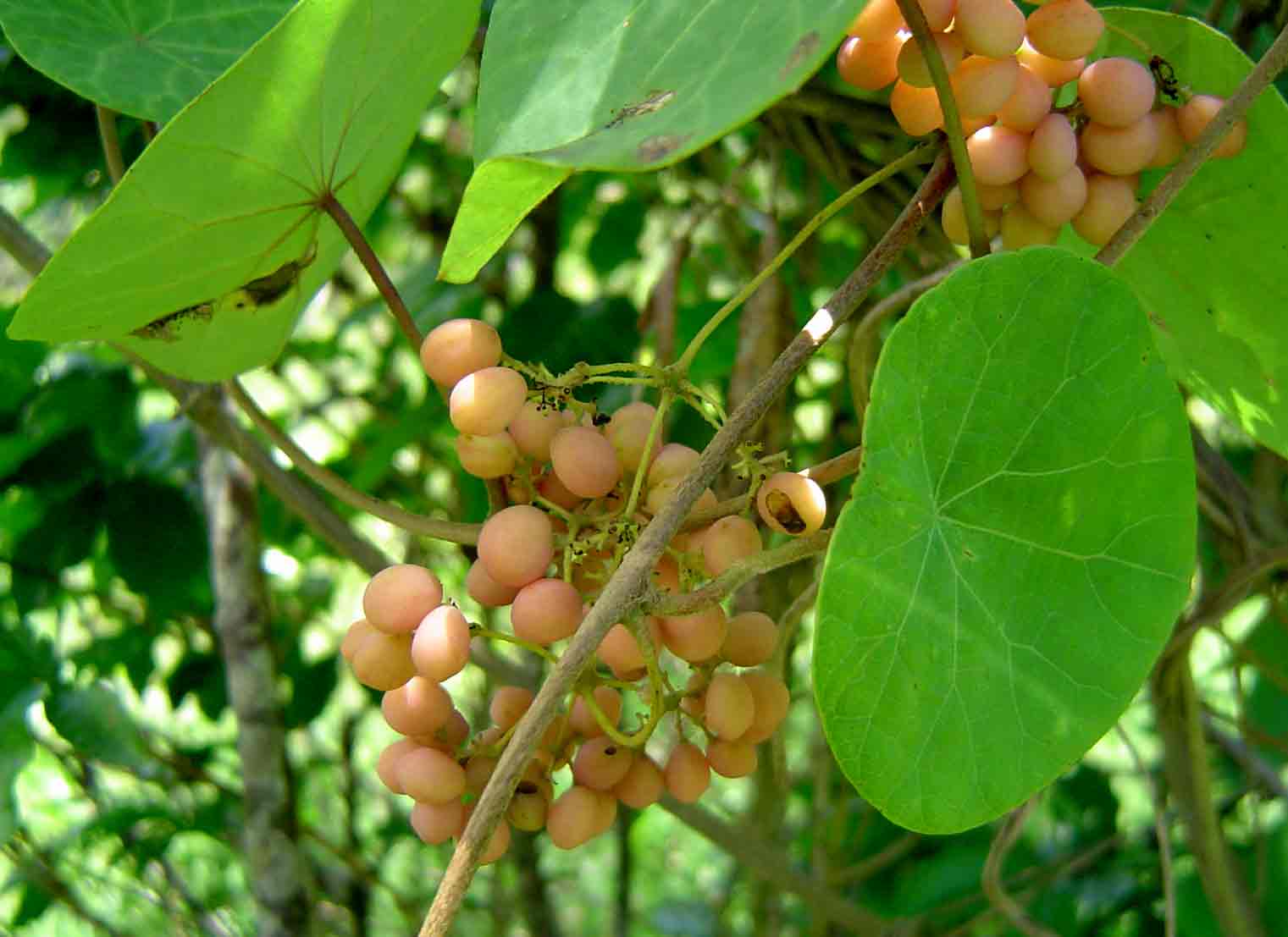 Stephania abyssinica var. abyssinica