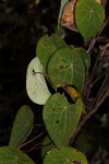 Stephania abyssinica var. abyssinica