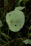 Stephania abyssinica var. abyssinica