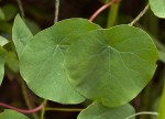 Stephania abyssinica var. abyssinica