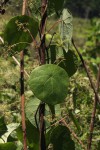 Stephania abyssinica var. abyssinica