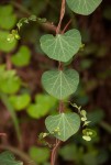 Cissampelos torulosa