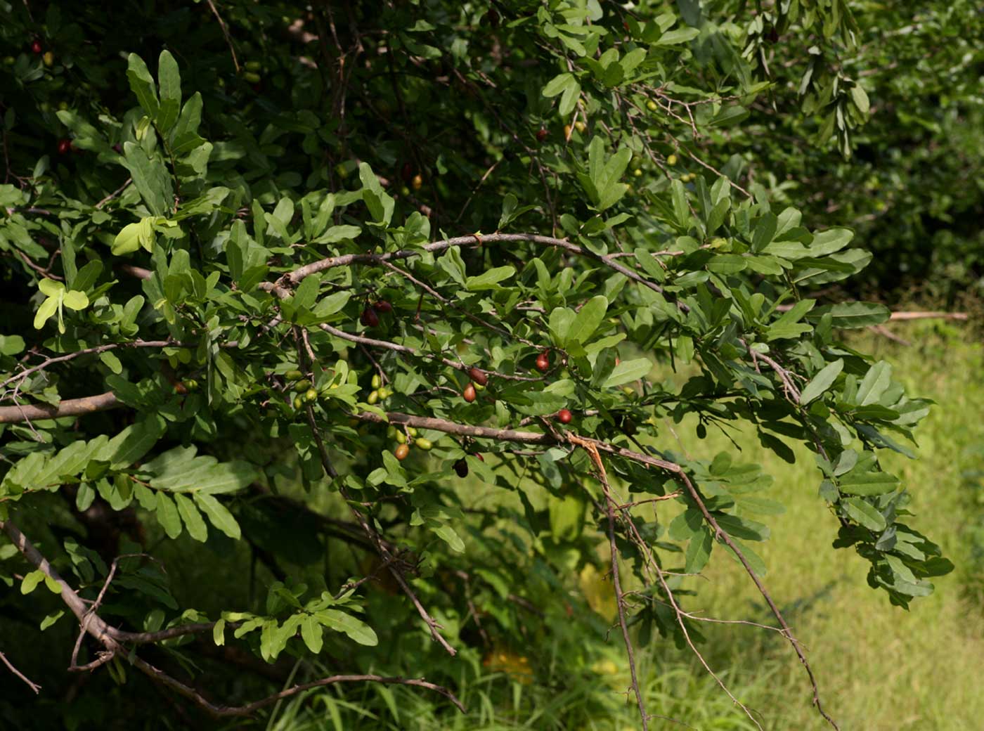 Cleistochlamys kirkii